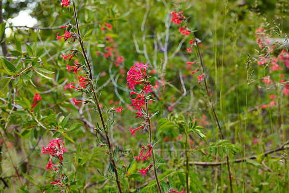 spring flowers in Grand Teton National Park