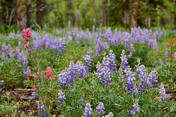 Lupine blooming in Grand Teton National Park