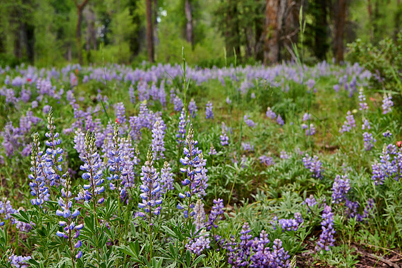 Lupine blooming in Grand Teton National Park