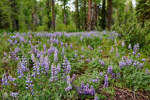 Lupine blooming in Grand Teton National Park
