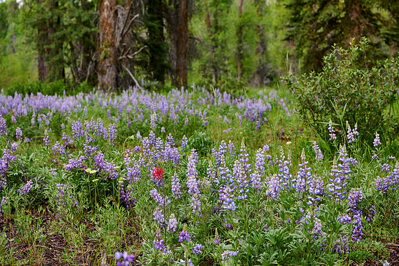 Lupine blooming in Grand Teton National Park