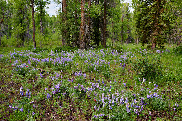 Lupine blooming in Grand Teton National Park