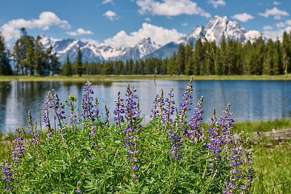 Lupine blooming in Grand Teton National Park