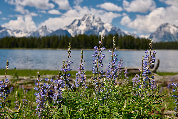 Lupine blooming in Grand Teton National Park
