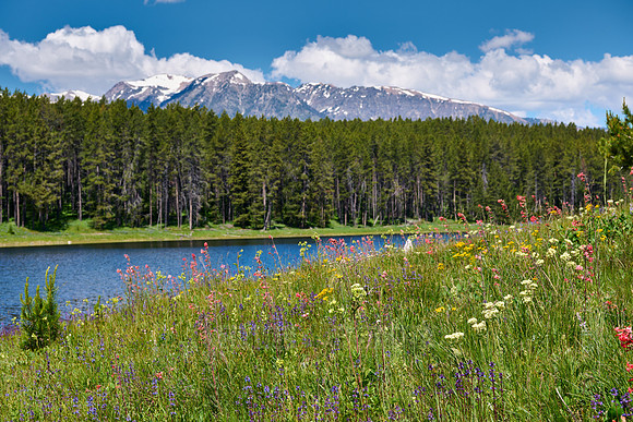 spring flowers in Grand Teton National Park