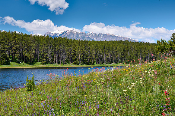 spring flowers in Grand Teton National Park