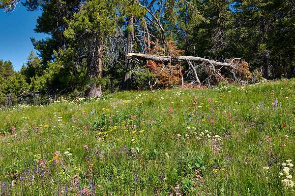 spring flowers in Grand Teton National Park