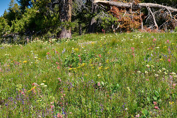 spring flowers in Grand Teton National Park