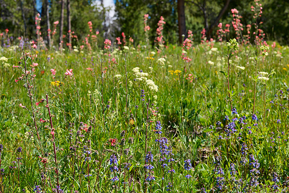 spring flowers in Grand Teton National Park