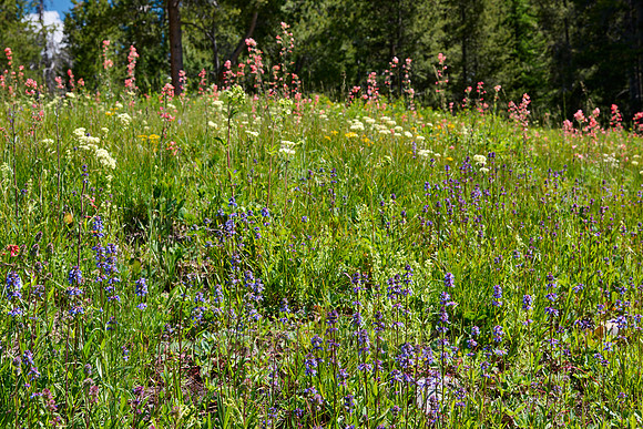 spring flowers in Grand Teton National Park
