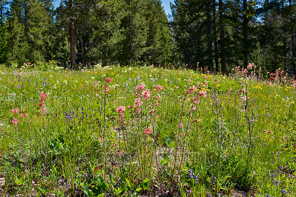 spring flowers in Grand Teton National Park