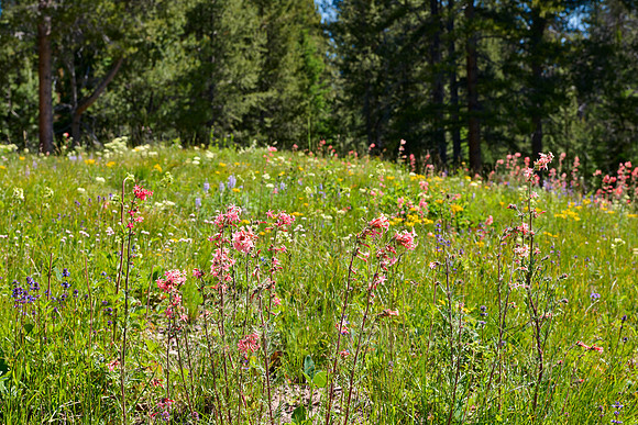 spring flowers in Grand Teton National Park
