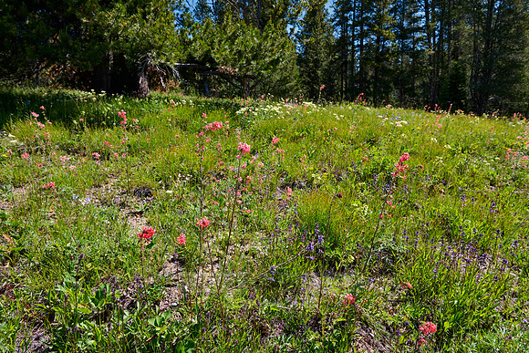 spring flowers in Grand Teton National Park