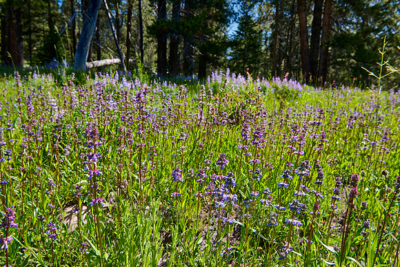 spring flowers in Grand Teton National Park