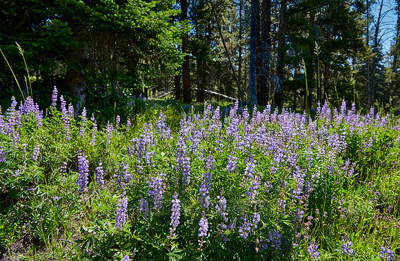 Lupine blooming, spring flowers in Grand Teton National Park