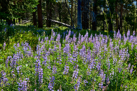 Lupine blooming, spring flowers in Grand Teton National Park