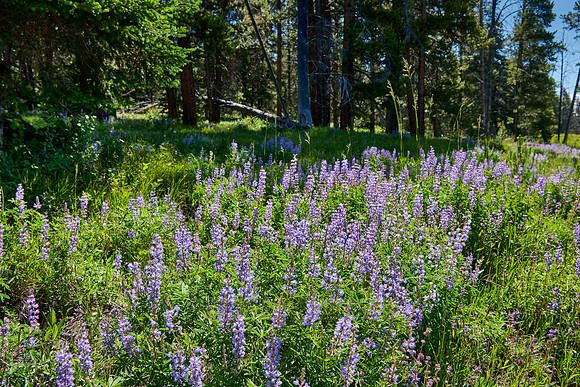 Lupine blooming, spring flowers in Grand Teton National Park