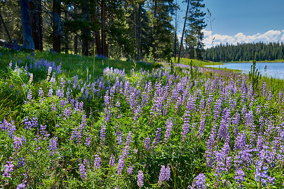 Lupine blooming, spring flowers in Grand Teton National Park