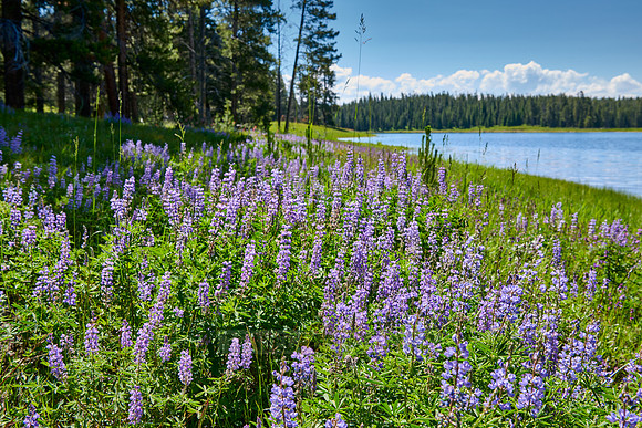 Lupine blooming, spring flowers in Grand Teton National Park