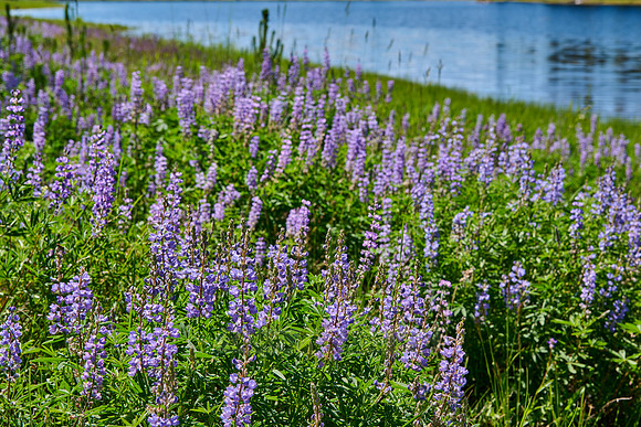 Lupine blooming, spring flowers in Grand Teton National Park