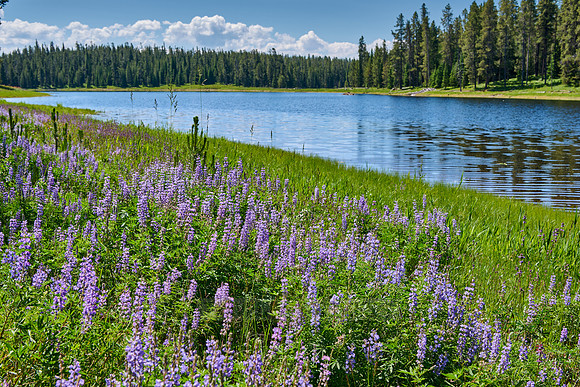 Lupine blooming, spring flowers in Grand Teton National Park