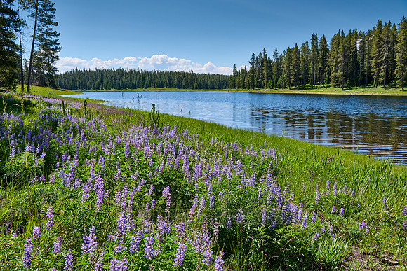Lupine blooming, spring flowers in Grand Teton National Park