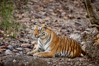 Bengal tiger (Panthera tigris tigris)
