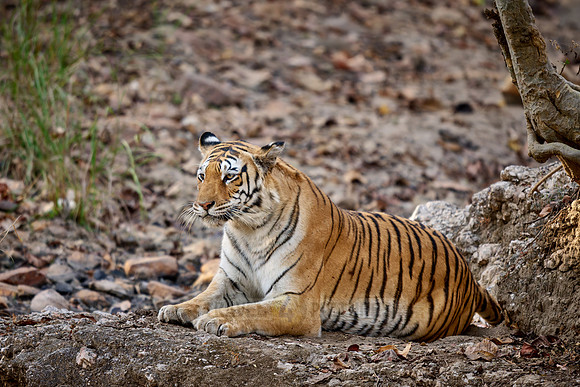 Bengal tiger (Panthera tigris tigris)