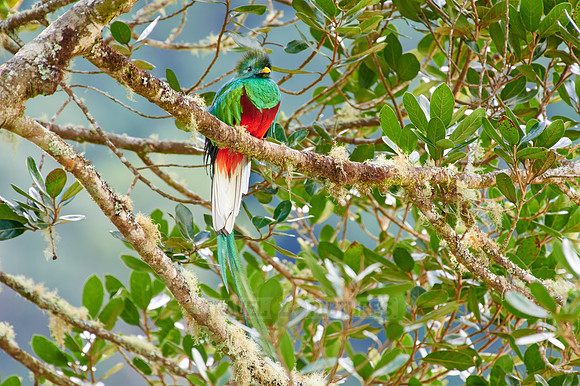 brightly colorful male Resplendent quetzal on a wild avocado tree