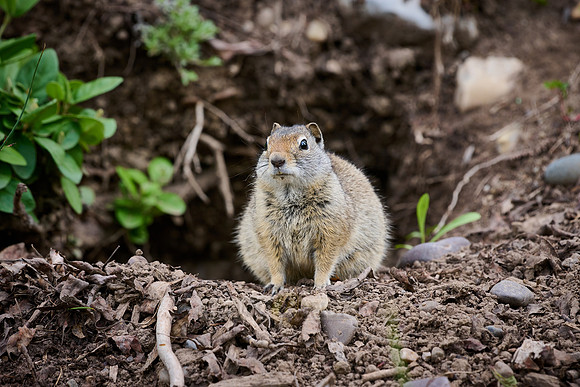 Uinta Ground Squirrel (Spermophilus armatus) in front of its burrow