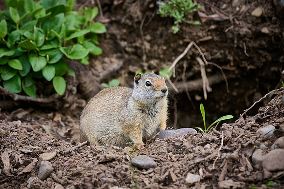 Uinta Ground Squirrel (Spermophilus armatus) in front of its burrow
