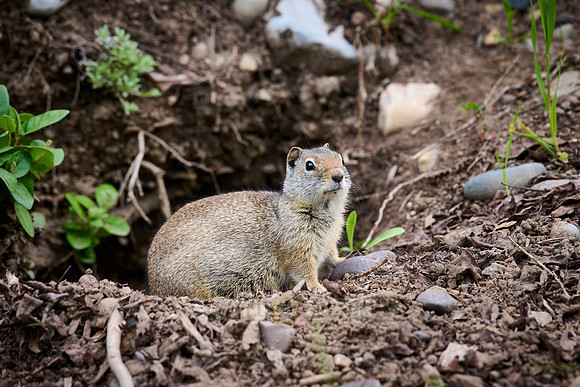Uinta Ground Squirrel (Spermophilus armatus) in front of its burrow