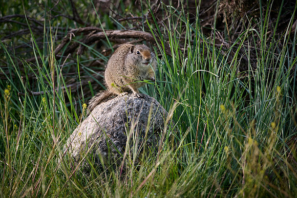 Uinta Ground Squirrel (Spermophilus armatus) feeding on grass