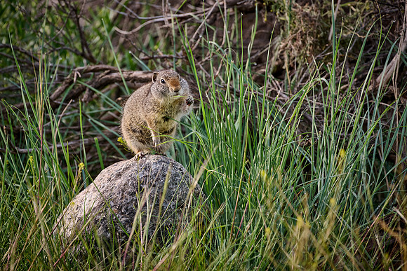 Uinta Ground Squirrel (Spermophilus armatus) feeding on grass