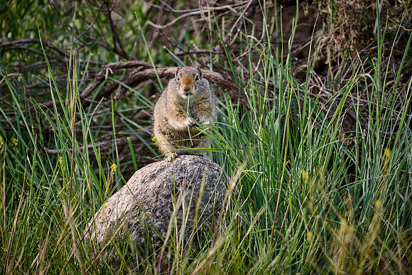 Uinta Ground Squirrel (Spermophilus armatus) feeding on grass