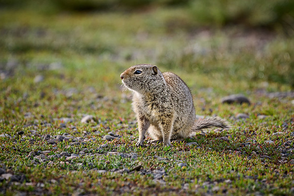 juvenile Uinta Ground Squirrel (Spermophilus armatus)