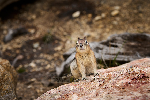 least chipmunk (Neotamias minimus)