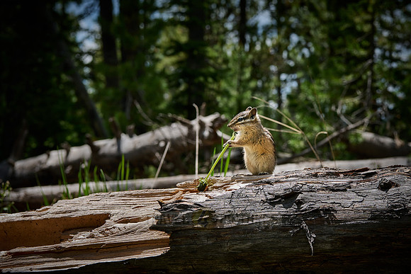 least chipmunk (Neotamias minimus)
