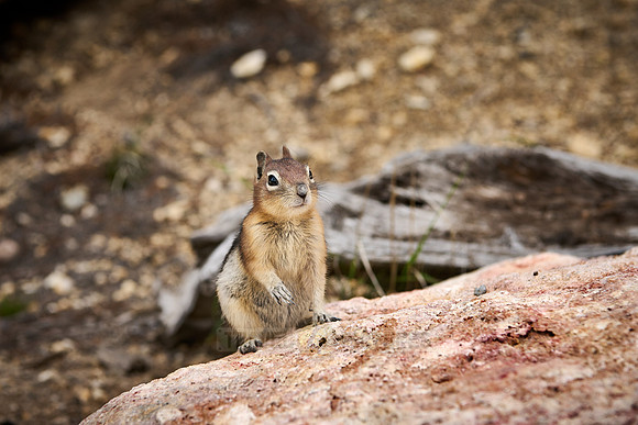 least chipmunk (Neotamias minimus)