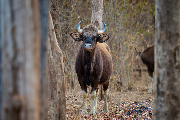 Indian Gaur (Bos gaurus)