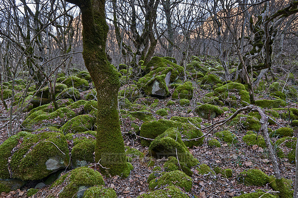 exploration trip across forest