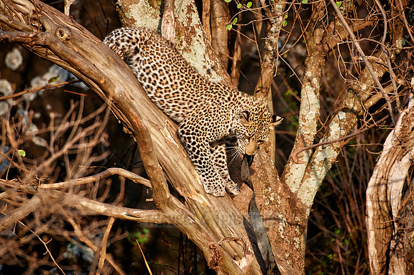leopard cub playing in Serengeti