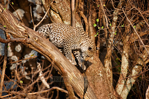 leopard cub playing in Serengeti