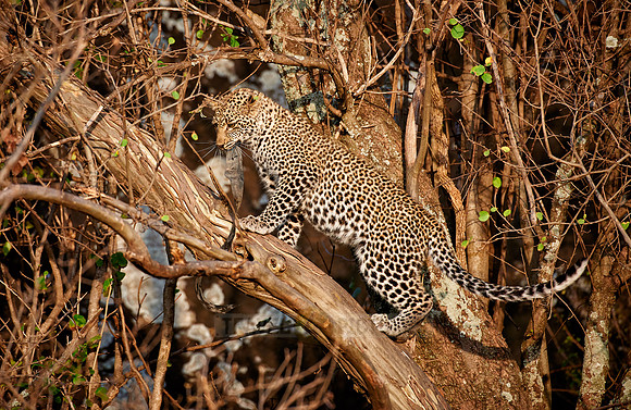 leopard cub playing in Serengeti