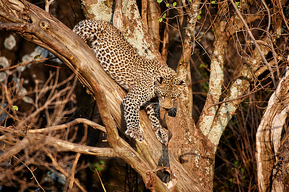 leopard cub playing in Serengeti