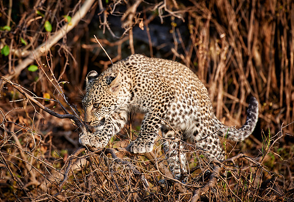 leopard cub playing in Serengeti