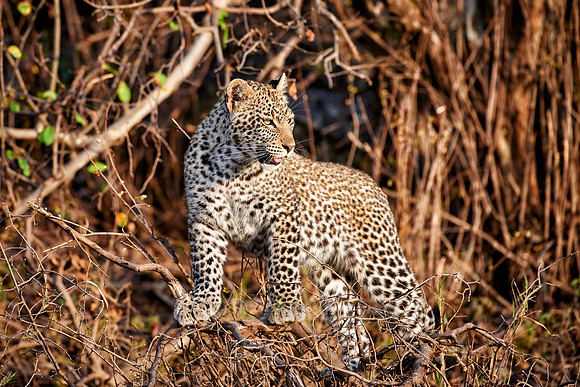 leopard cub playing in Serengeti