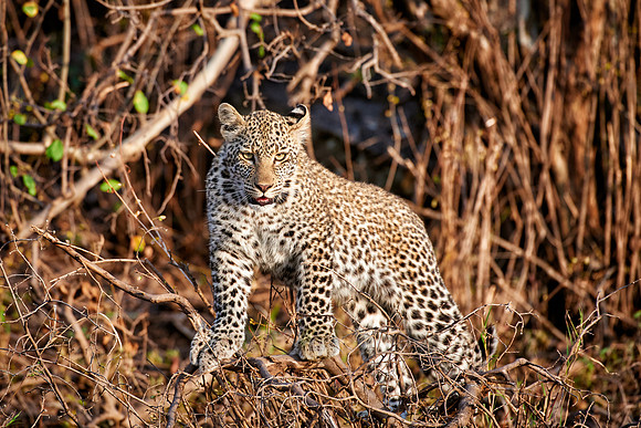 leopard cub playing in Serengeti