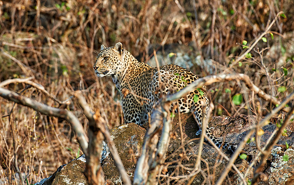 leopard cub playing in Serengeti