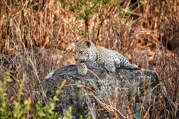 leopard cub playing in Serengeti